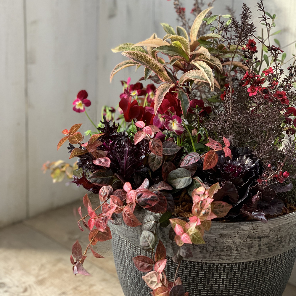 暮らしに彩りを 季節を楽しむ"寄せ植え”講座