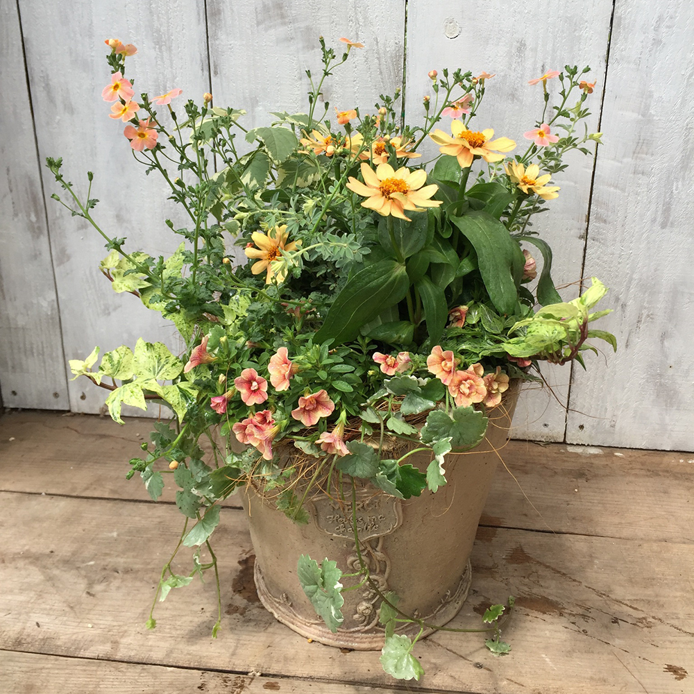 暮らしに彩りを 季節を楽しむ"寄せ植え”講座 - 画像 (3)