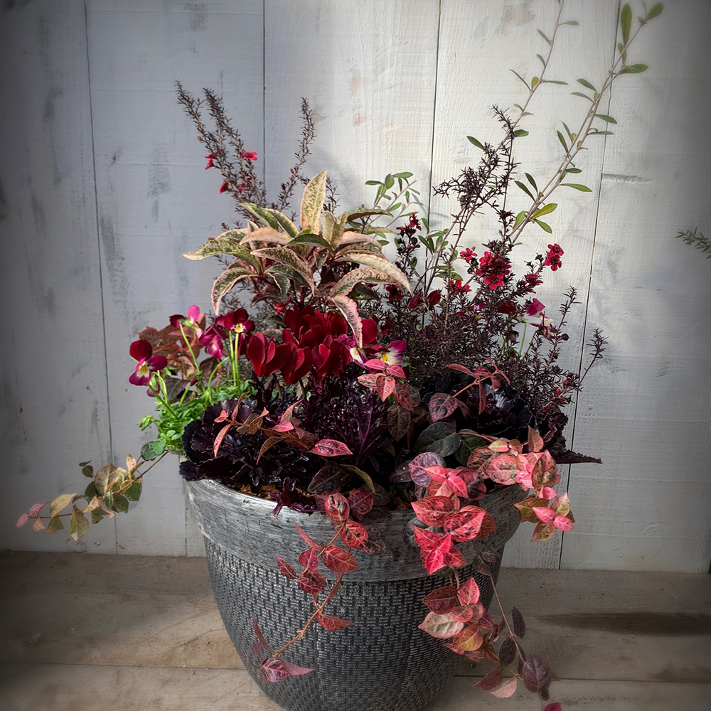 暮らしに彩りを 季節を楽しむ"寄せ植え”講座 - 画像 (2)